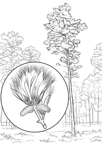 Loblolly Pine Coloring Page